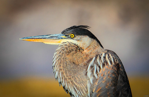 Great Blue Heron Portrait, Wyoming