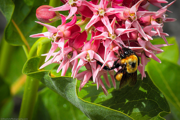 Showy Milkweed Flowers and Bumblebee in Wyoming