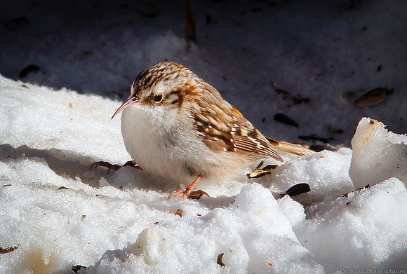 Brown Creeper photograph