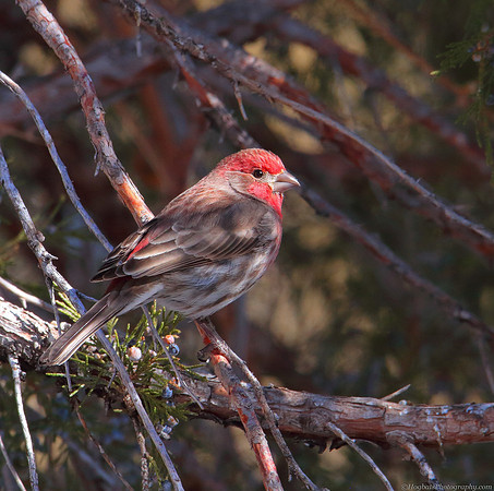 House Finch photograph