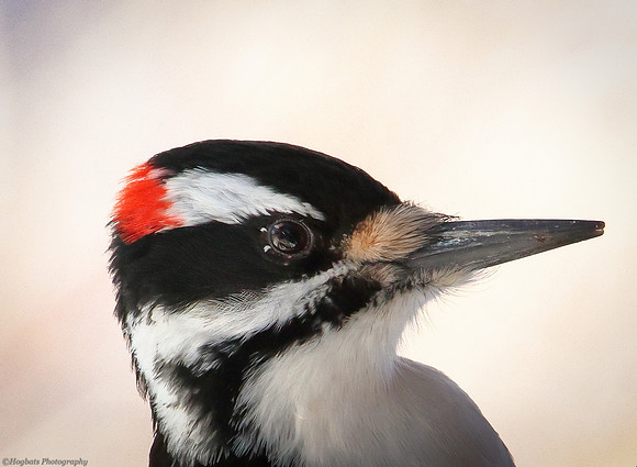 Hairy Woodpecker male, Wyoming