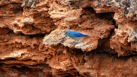 Mountain Bluebird male interesting landscape