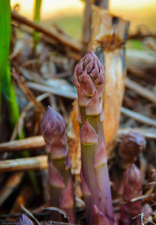 Wild Young Asparagus