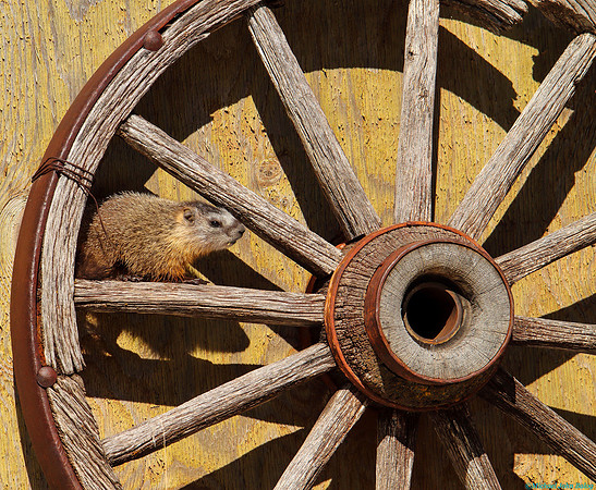 Yellow-bellied Marmot Baby in a Wagon Wheel