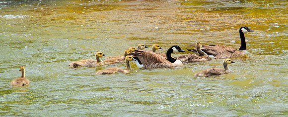 Canadian Geese and nine Goslings