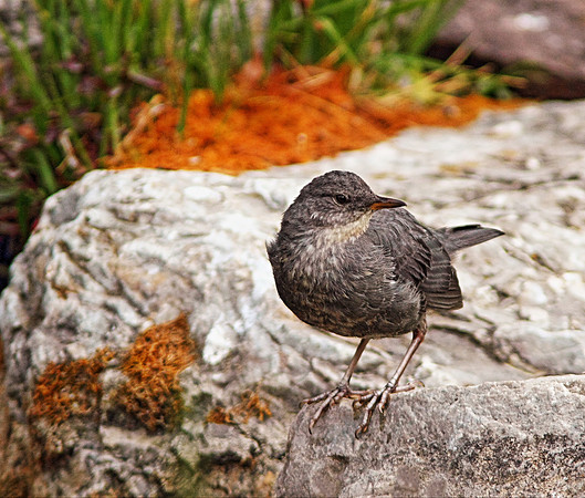 American Dipper (juvenile), Woods Creek, Wind River Canyon, Wyoming