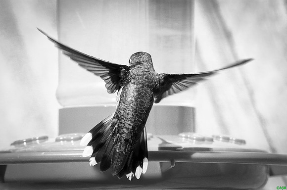 Hummingbird In-Flight Monochrome
