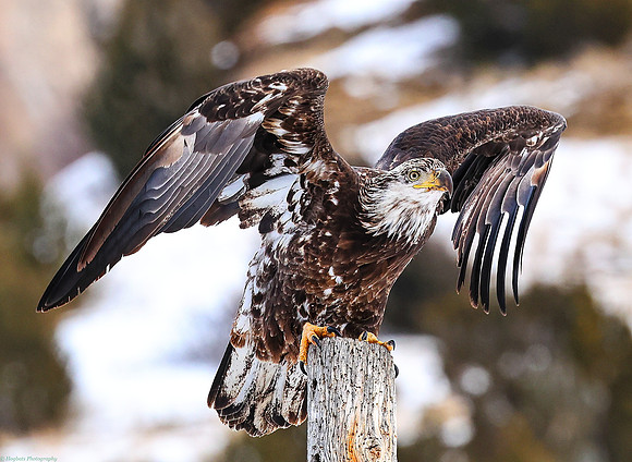 Young Bald Eagle in Wind River Canyon