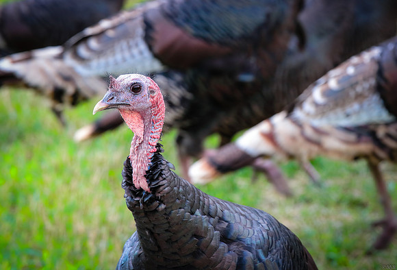 Wild Turkeys in Wyoming