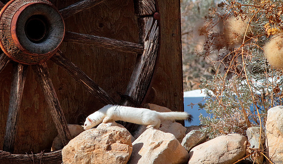 Ermine in The Wind River Canyon