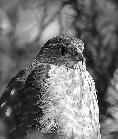 Cooper's Hawk in Monochrome