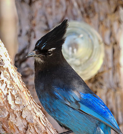 Steller's Jay, Wyoming