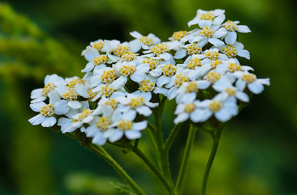 Yarrow in Wind River Canyon