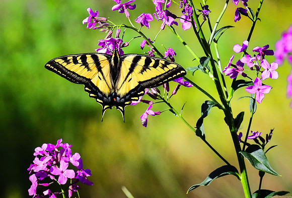 Western Tiger Swallowtail Butterfly on Dame's Rocket Wildflowers
