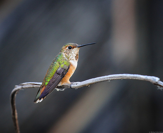 Wyoming Hummingbird Baby Rufous