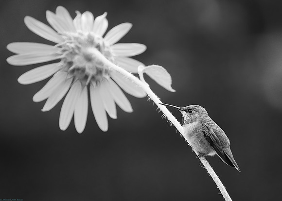 Black and white of a hummingbird and wildflower
