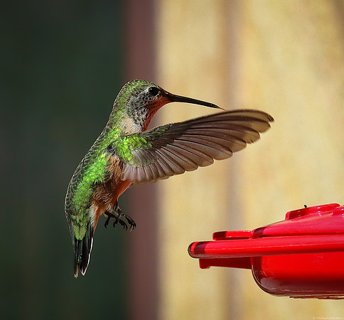 Wyoming Hummingbird In-Flight