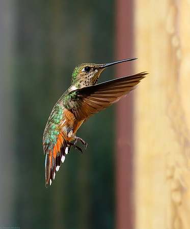 In-Flight Baby Hummingbird