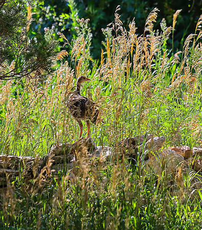 Baby Wild Turkey