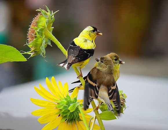 American Goldfinch male feeding 2 babies
