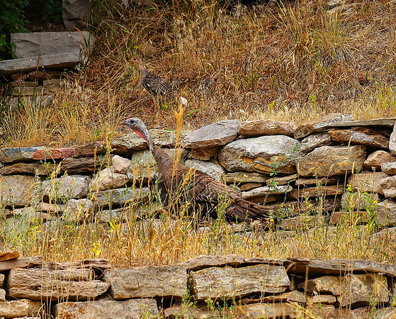 Wild Turkey Mother and Chick, Wind River Canyon