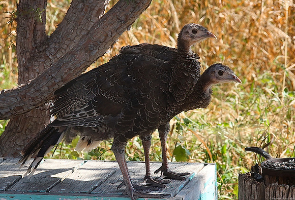 Frame-Grab of Young Wild Turkeys in Wyoming