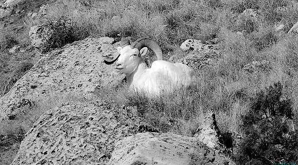 Albino Bighorn Sheep "Snowflake" Portrait-monochrome