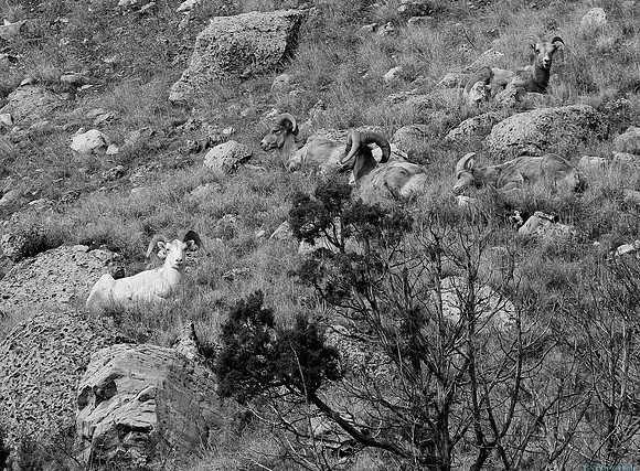 Albino Bighorn Sheep Ram Portrait-monochrome