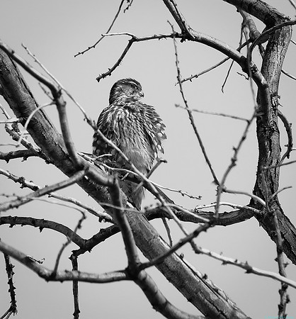 Raptor in monochrome