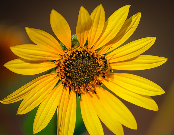 Wild Bee and Wild Sunflower imaged in Wind River Canyon