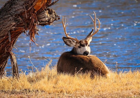 Big Buck Mule Deer next to the Wind River