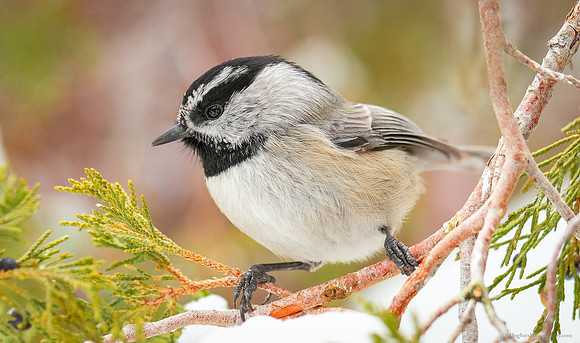Mountain Chickadee - Wind River Canyon, Wyoming