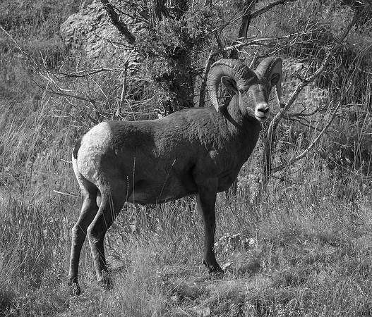 Bighorn Sheep Ram in Black and White - Wind River Canyon, Wyoming