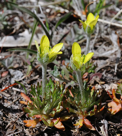 Tiny Yellow Wildflowers in the Wind River Canyon