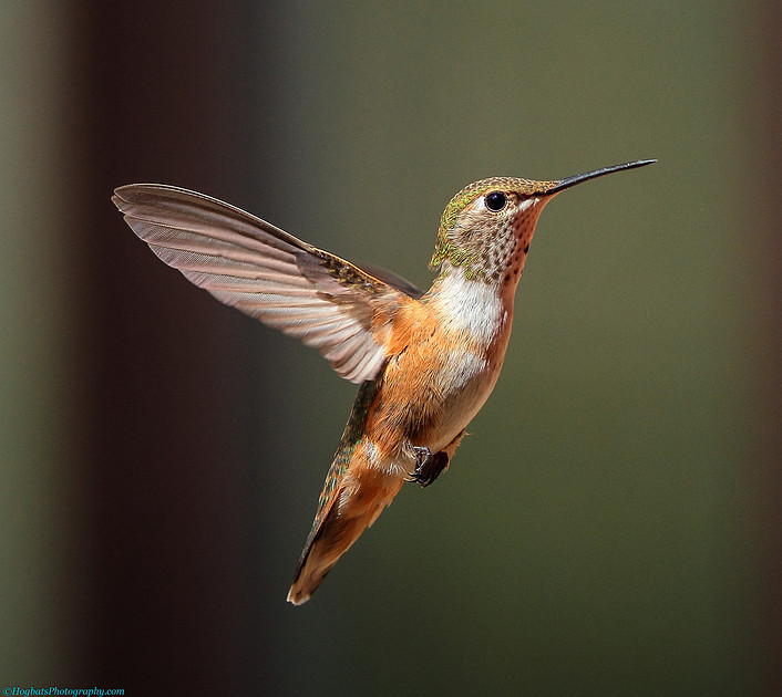 Michael John Balog | Hummingbirds | Baby Rufous Hummingbird Born in ...