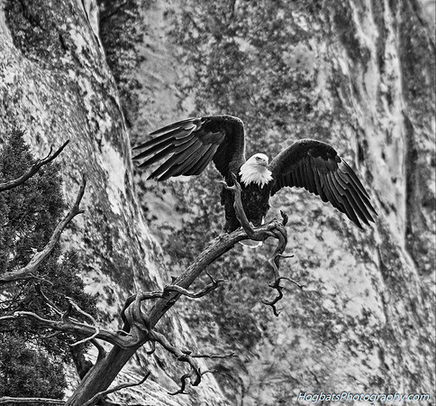 Bald Eagle, "A Black & White", Wind River Canyon, Wyoming