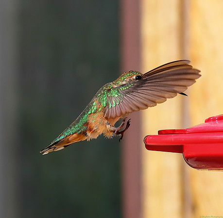 Baby Rufous Hummingbird 2022