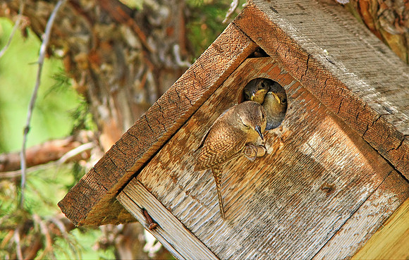 "House Wren Mother & Babies"-Wind River Canyon, Wyoming