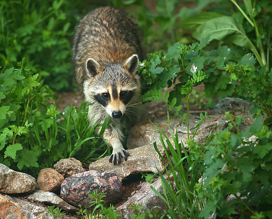 Raccoon, Wind River Canyon, Wyoming
