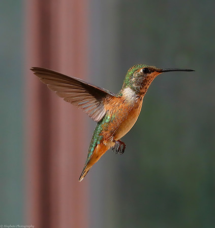 Baby Rufous Hummingbird 2022