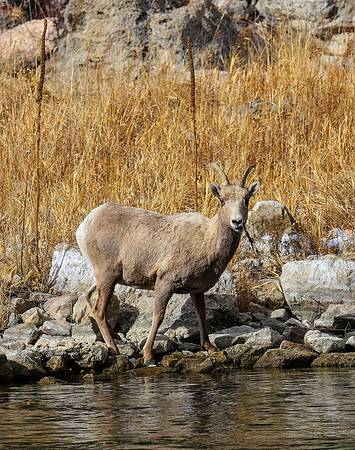 Bighorn Sheep Ewe Eating Seaweed from the Wind River