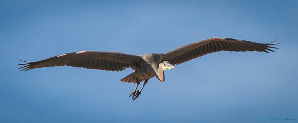 Great Blue Heron, Wind River Canyon, Wyoming