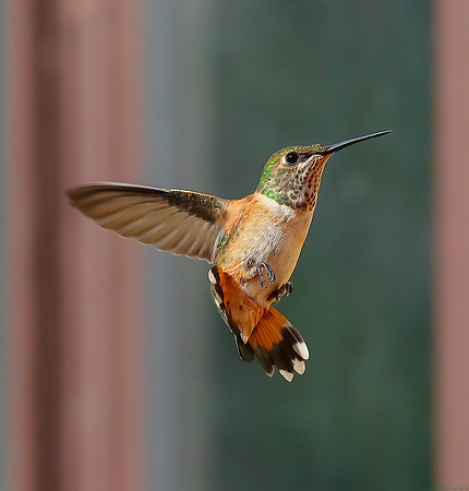 Baby Rufous Hummingbird