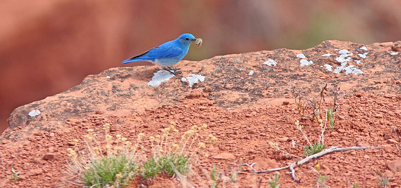 Mountain Bluebird, Wyoming