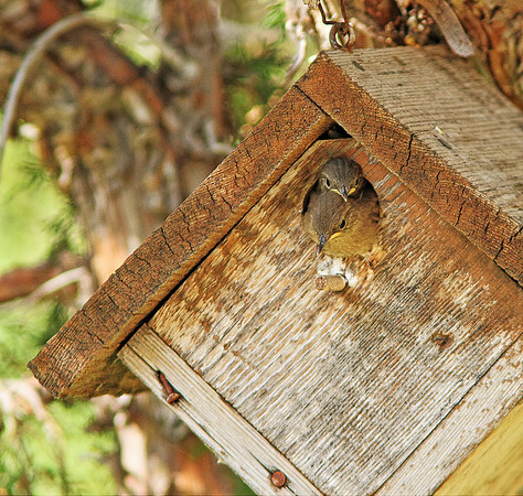 House Wren, "Babies Leaving the Nest", Wind River Canyon, Wyoming