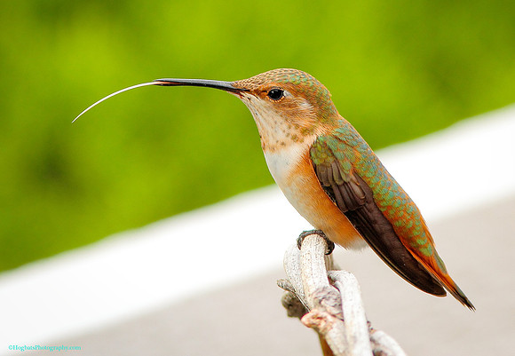 Wyoming Hummingbird, Baby Rufous, Wind River Canyon