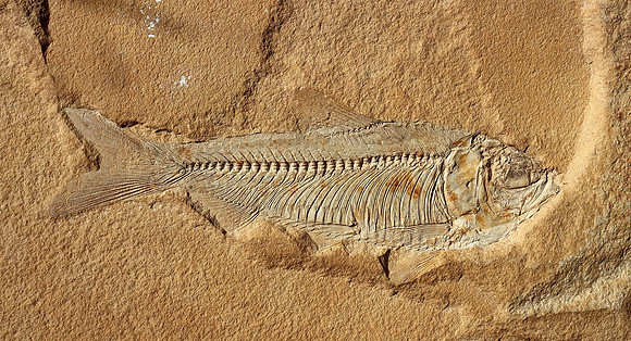 Wyoming Fossil Fish
