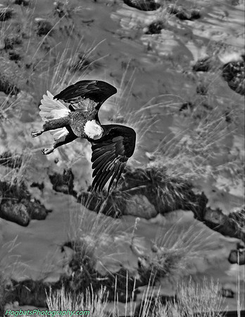 Bald Eagle, Black & White, Wind River Canyon, Wyoming